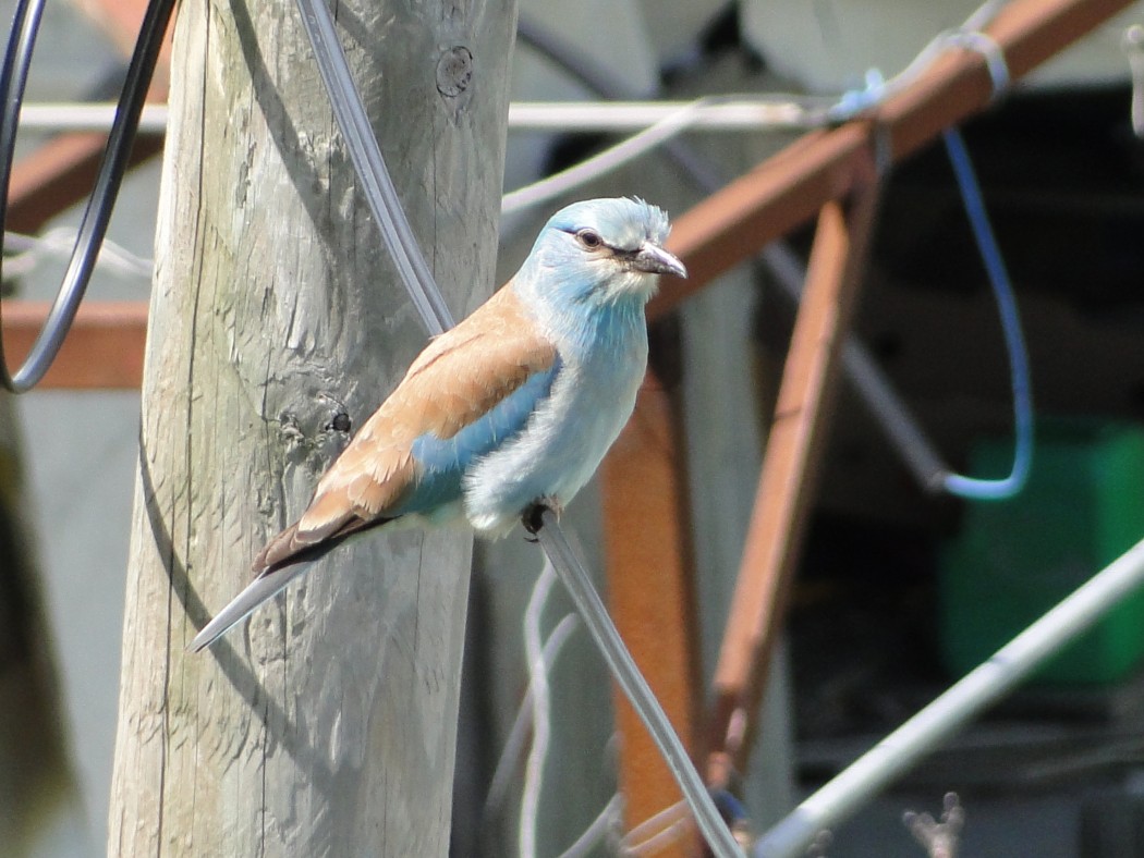 European Roller