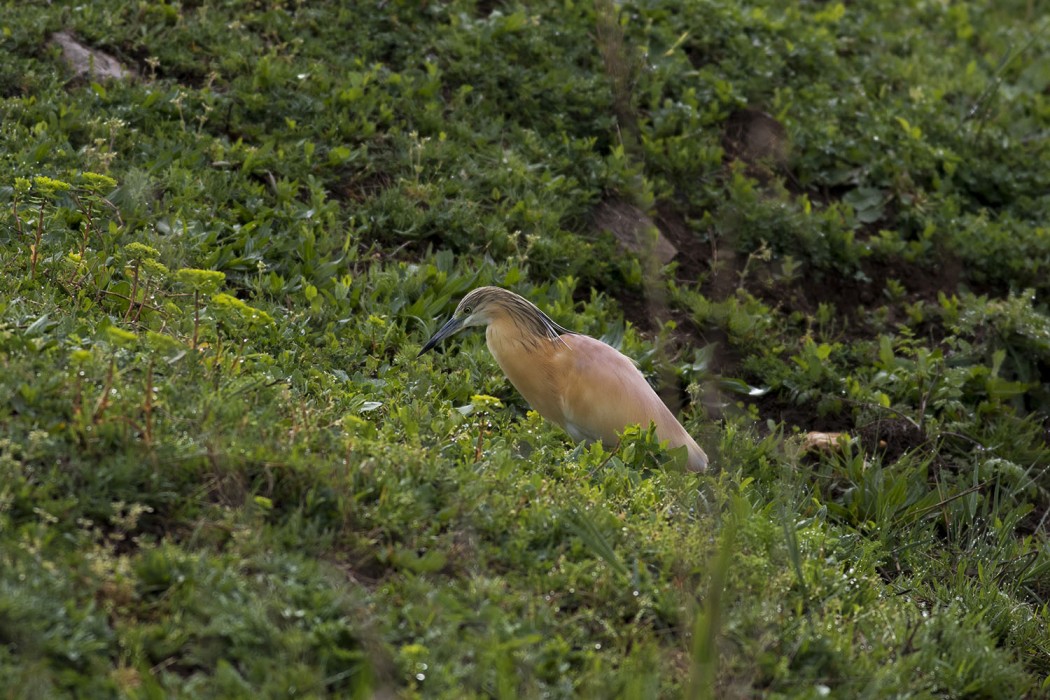 Squacco Heron