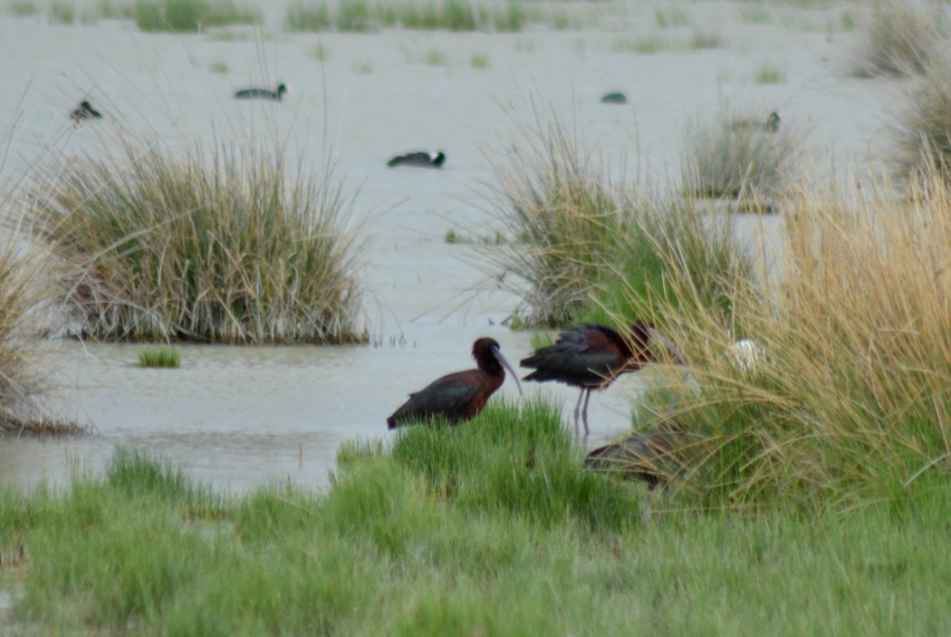 Glossy Ibis