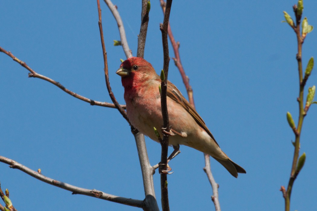 Common Rosefinch