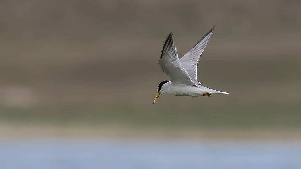 Little Tern