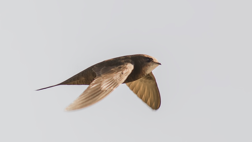 Pallid Swift