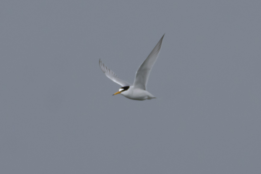 Little Tern