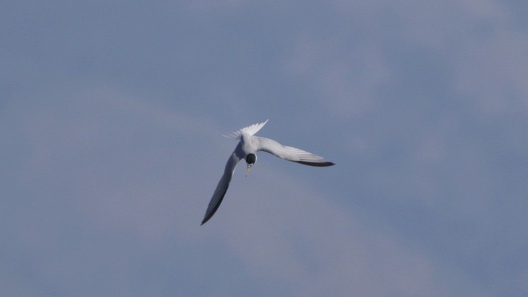 Little Tern