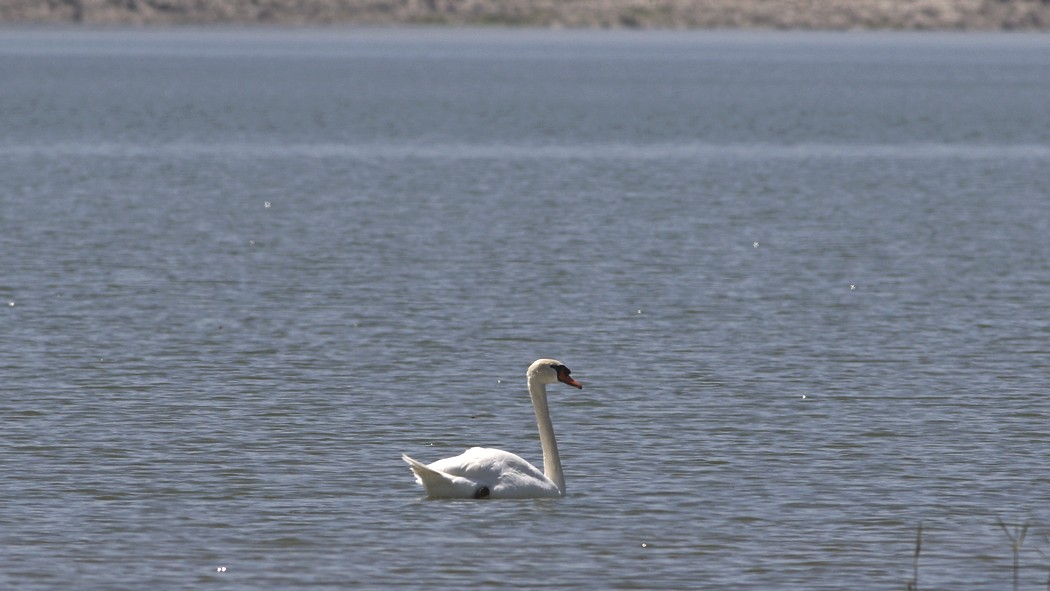 Mute Swan