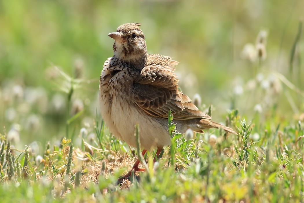 Crested Lark