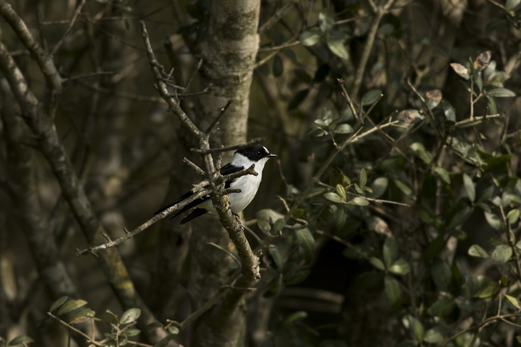 Collared Flycatcher