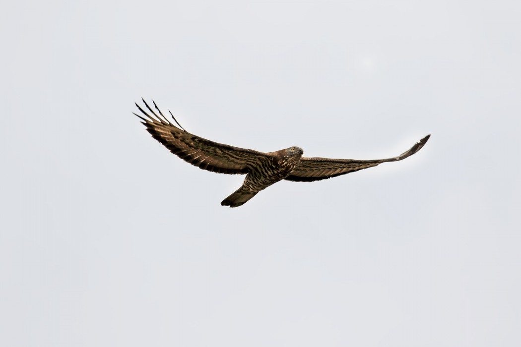 European Honey Buzzard