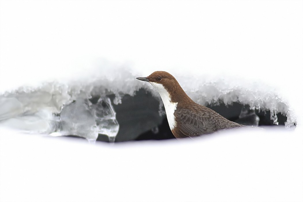 White-throated Dipper