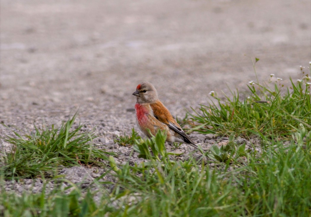 Common Linnet