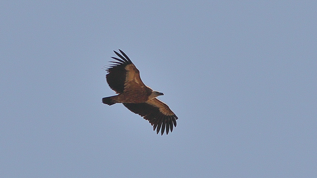 Griffon Vulture