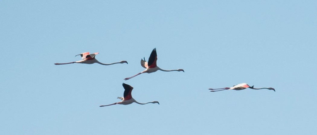 Flamingo