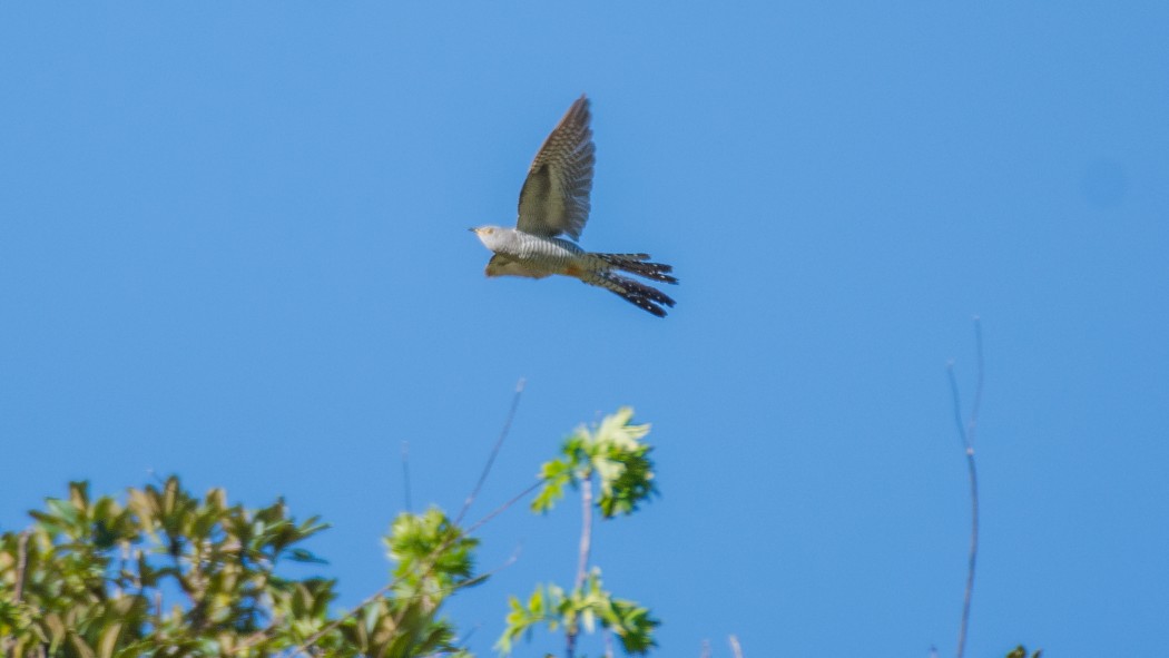Common Cuckoo