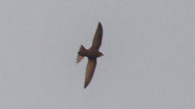 Common Swift