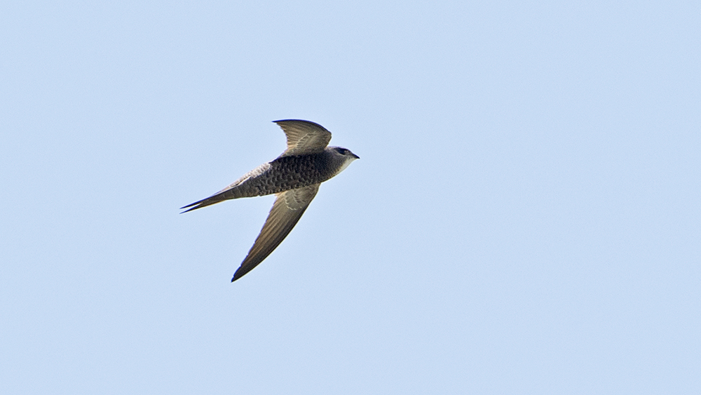 Pallid Swift