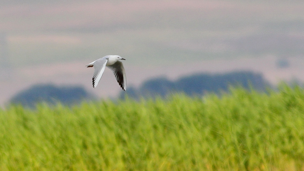 Slender-billed Gull