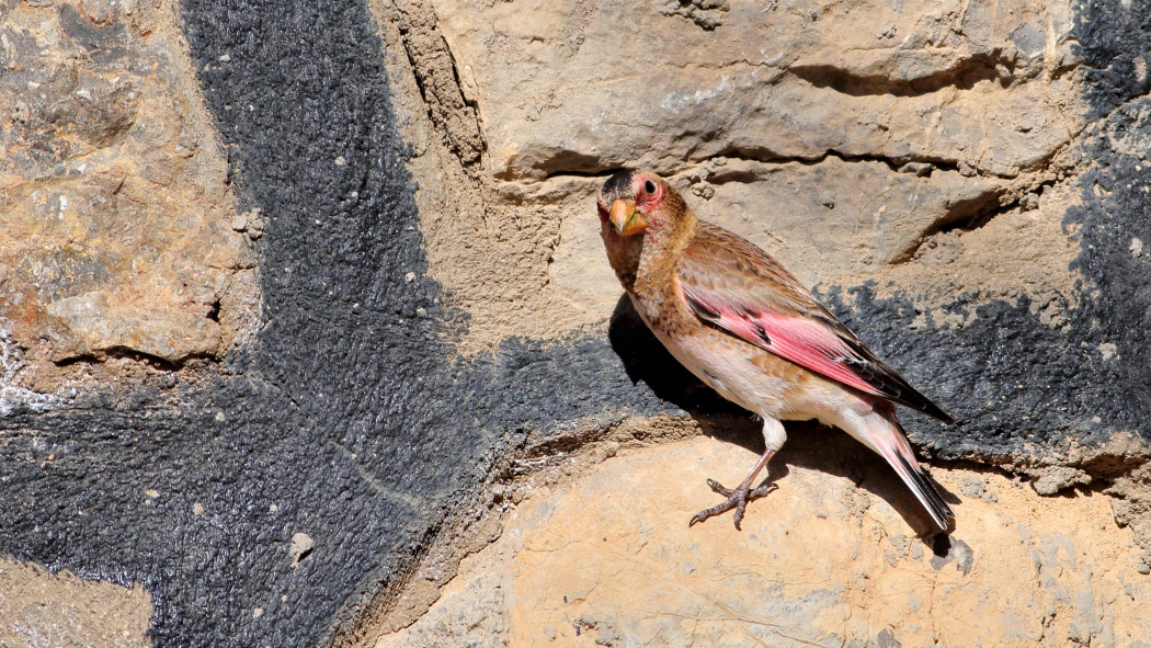 Crimson-winged Finch