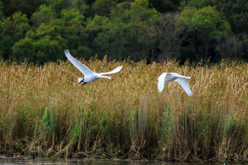 Mute Swan