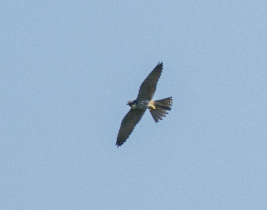 Eurasian Hobby