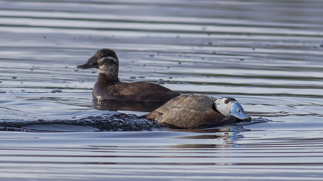 White-headed Duck