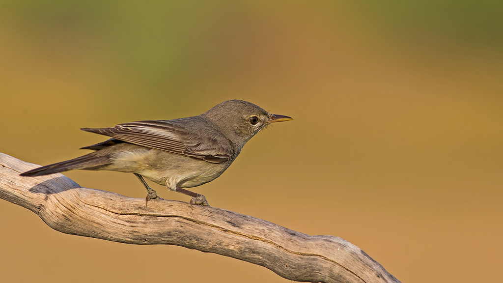 Olive-tree Warbler