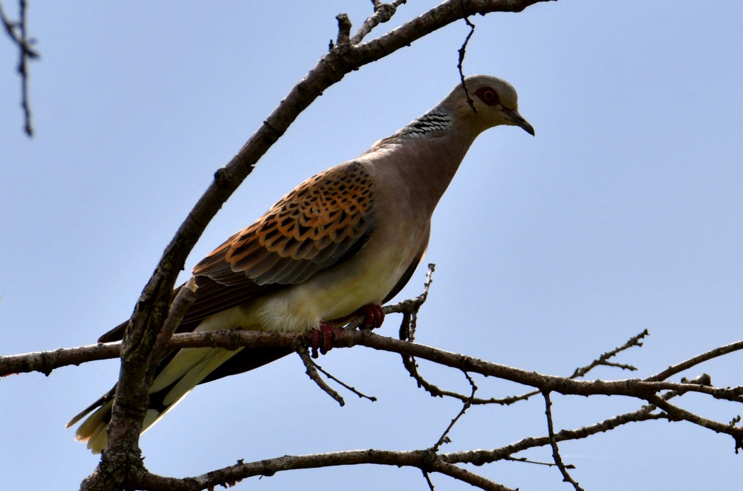 European Turtle Dove