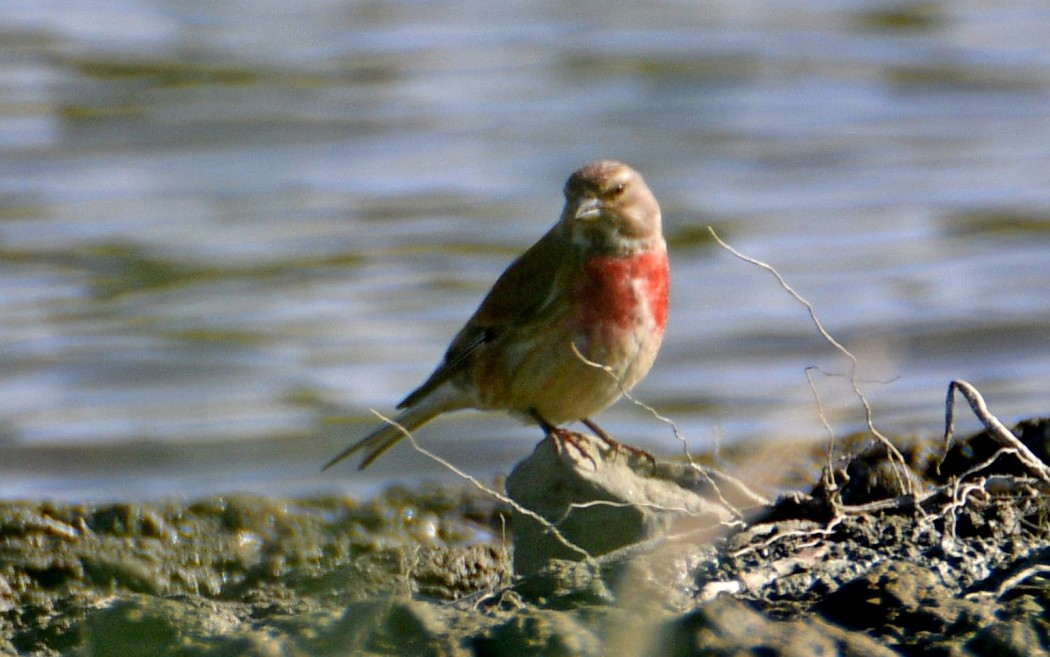Common Linnet