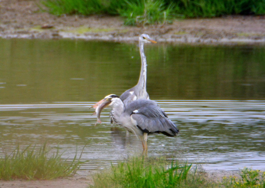 Grey Heron