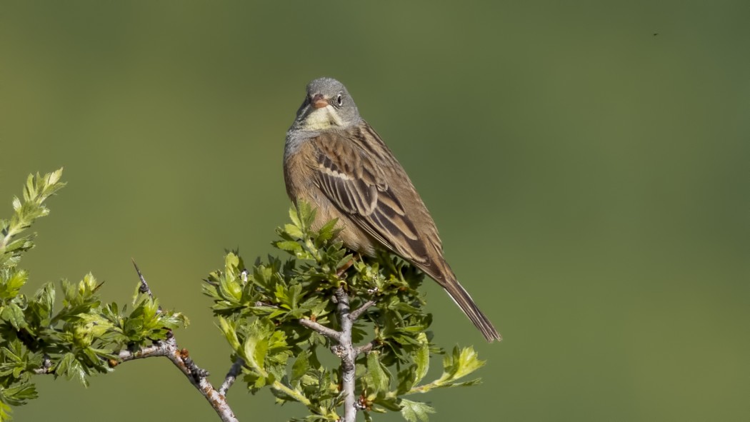 Ortolan Bunting