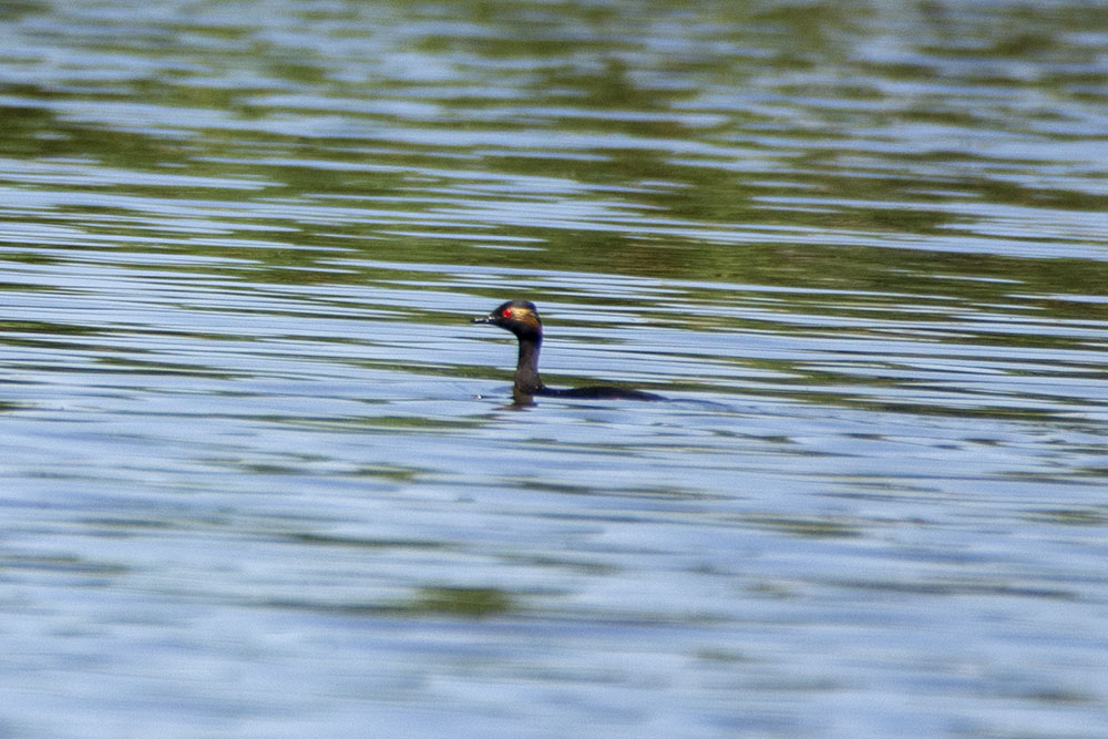Black-necked Grebe
