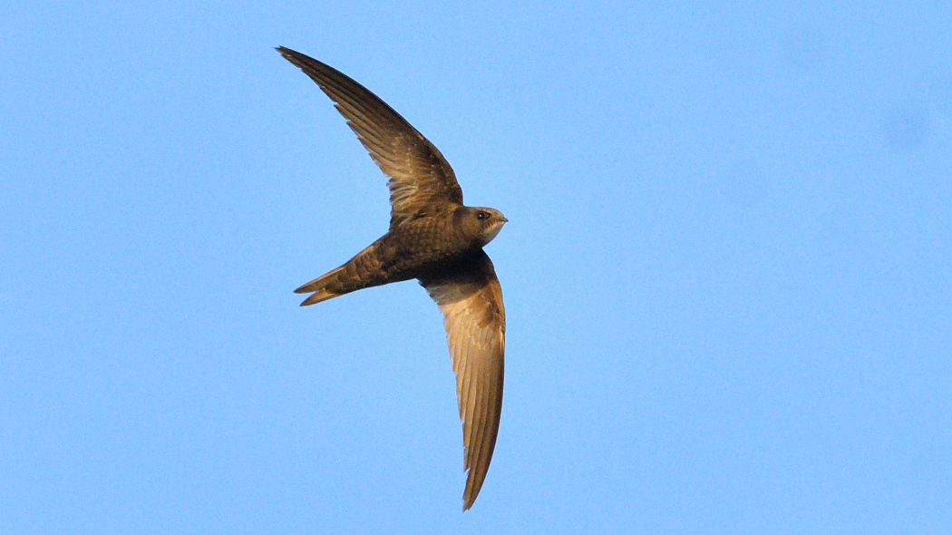 Common Swift