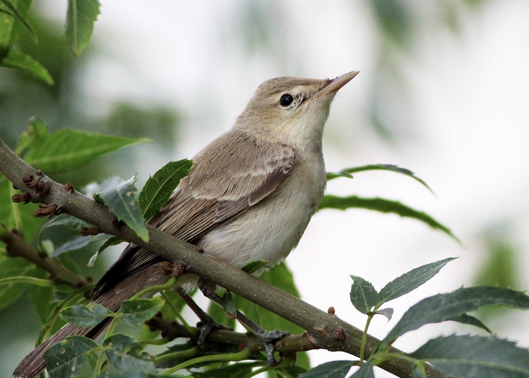 Eastern Olivaceous Warbler