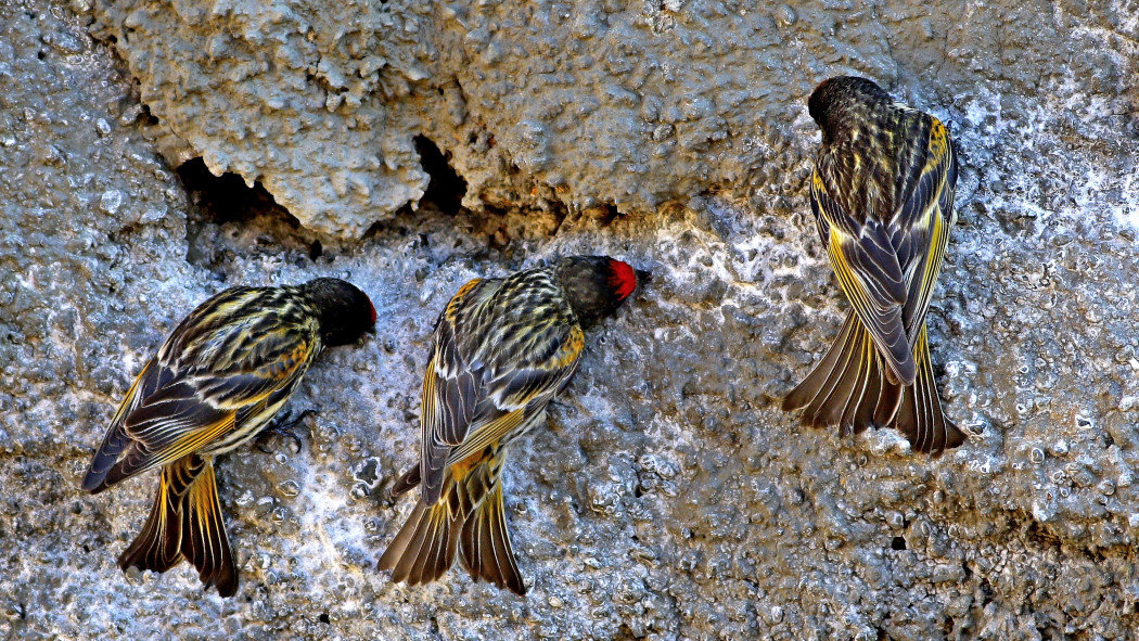 Red-fronted Serin