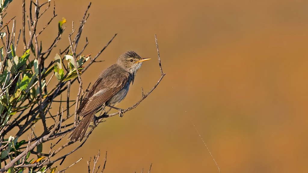 Olive-tree Warbler