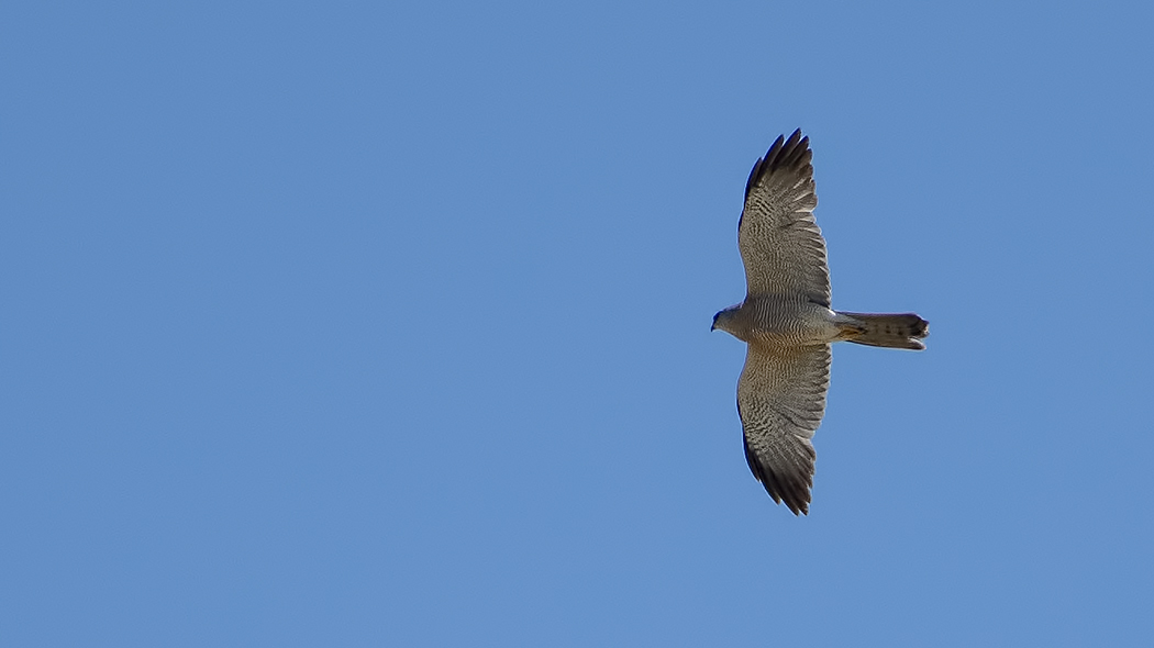 Levant Sparrowhawk