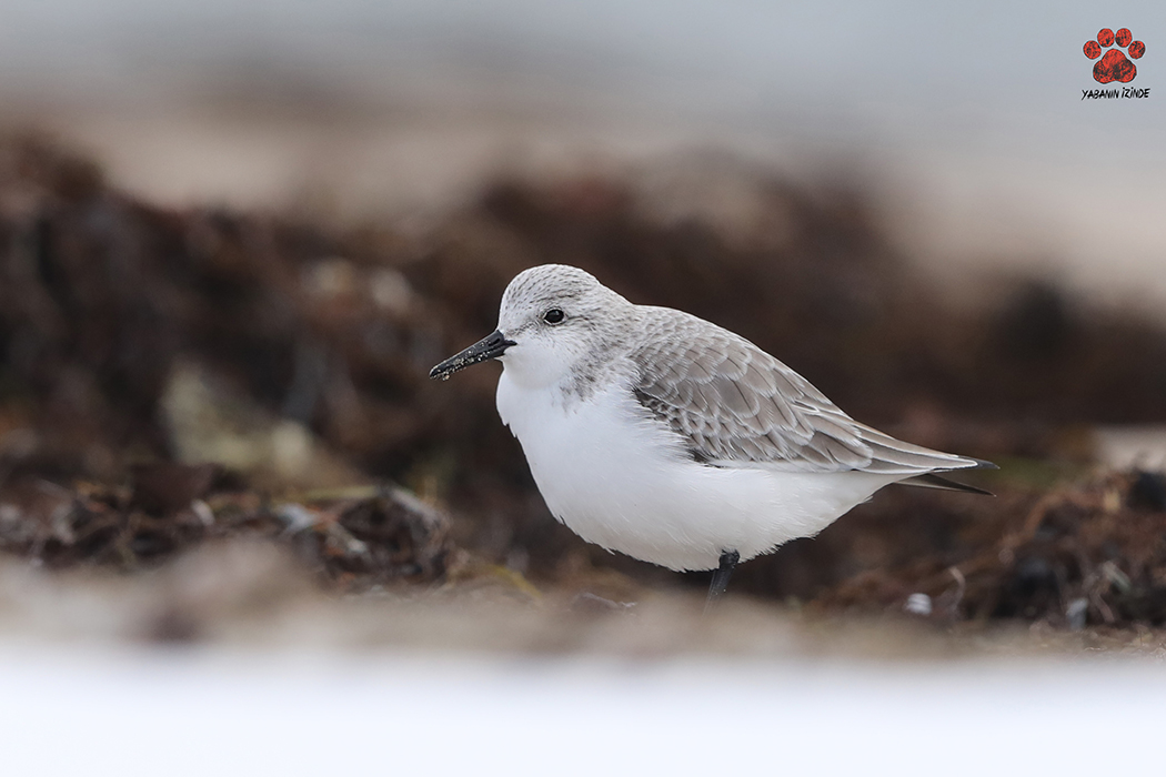 Sanderling