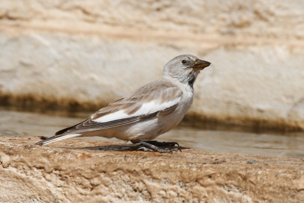 White-winged Snowfinch