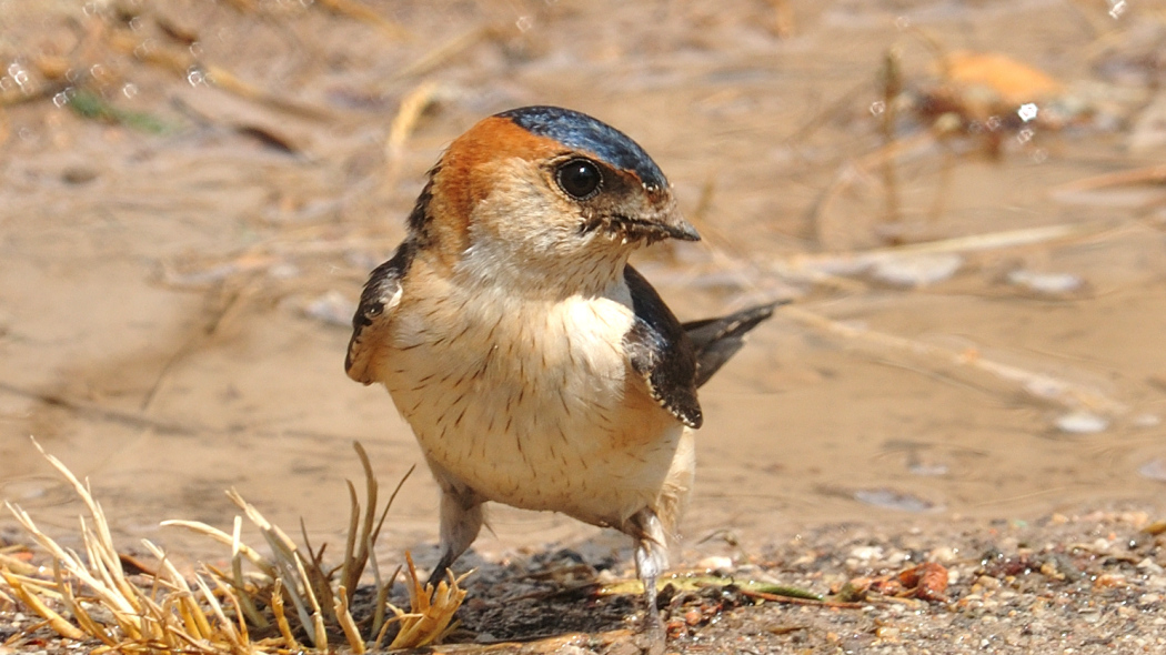 European Red-rumped Swallow