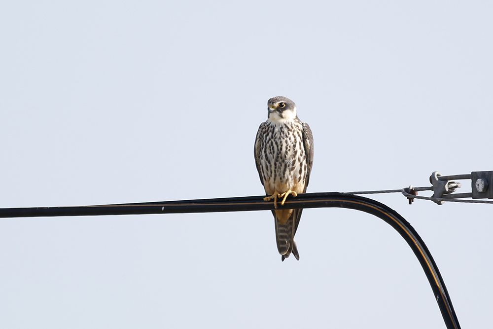 Eurasian Hobby