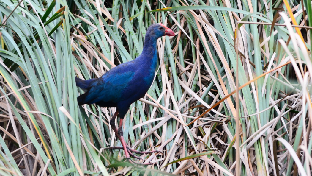 Grey-headed Swamphen