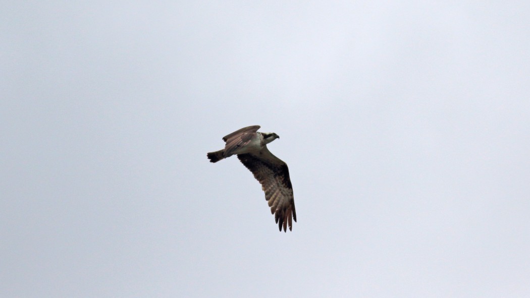 Osprey