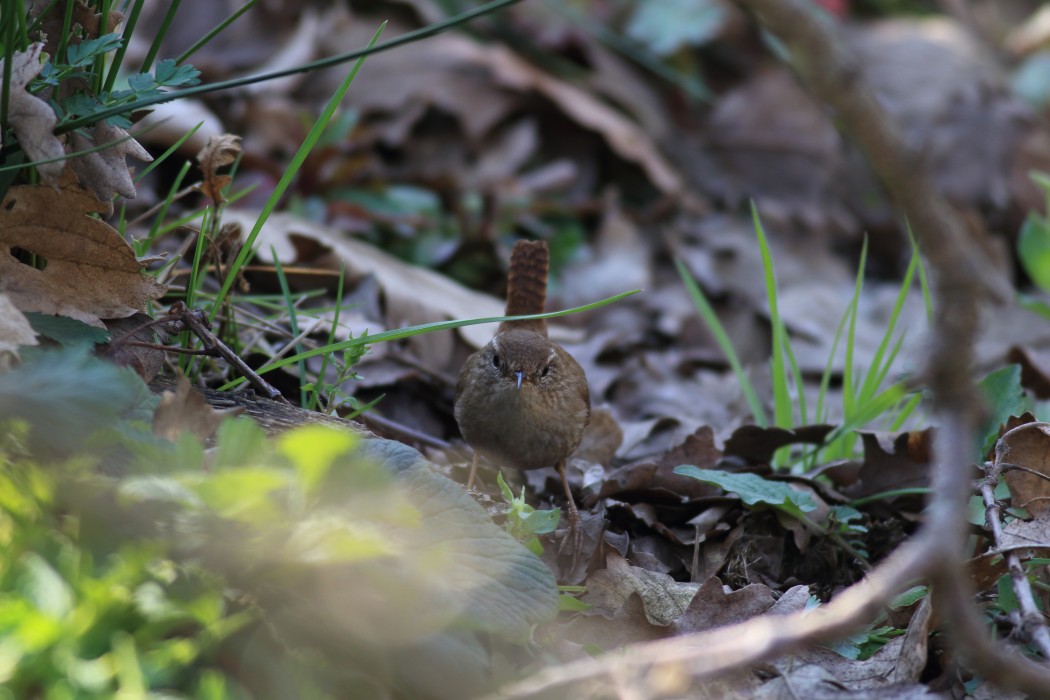Eurasian Wren