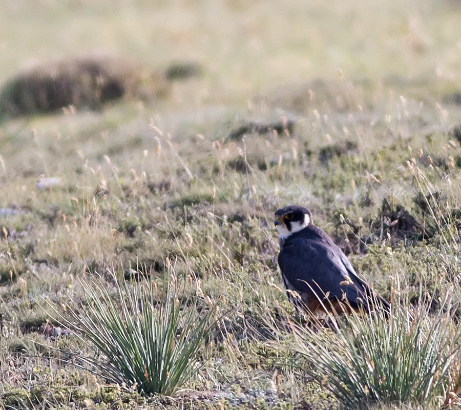 Eurasian Hobby