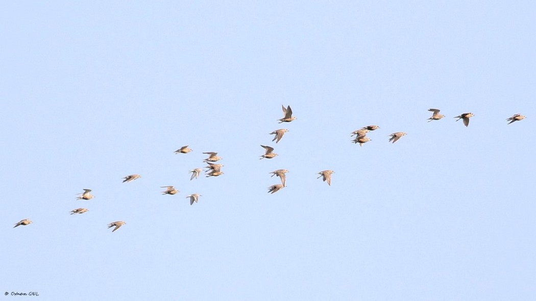 Eurasian Dotterel