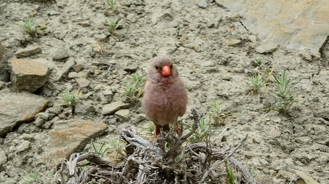 Trumpeter Finch