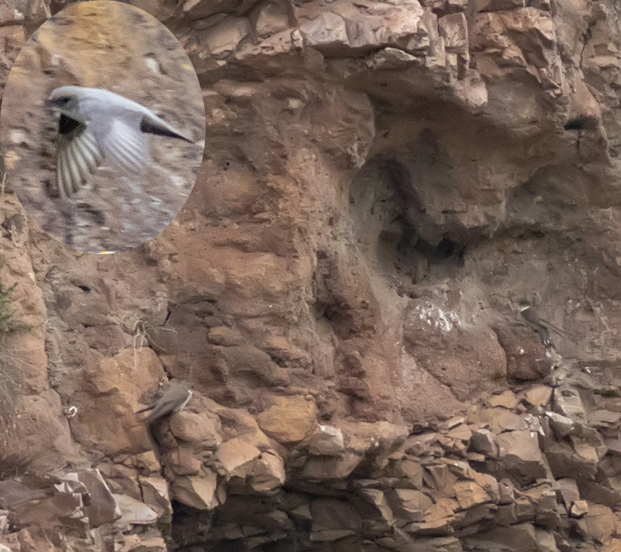 Eurasian Crag Martin