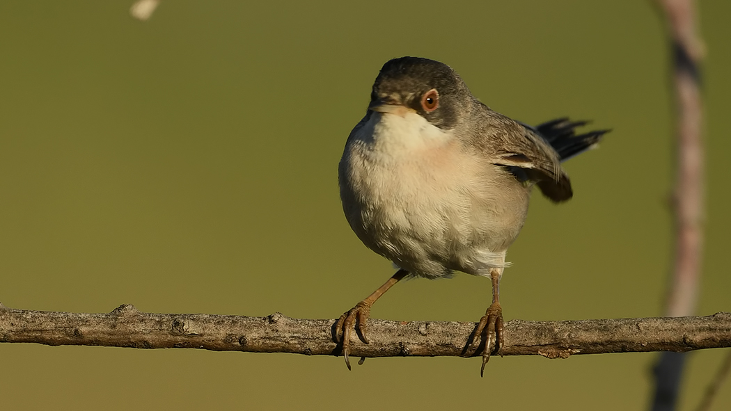 Menetries`s Warbler