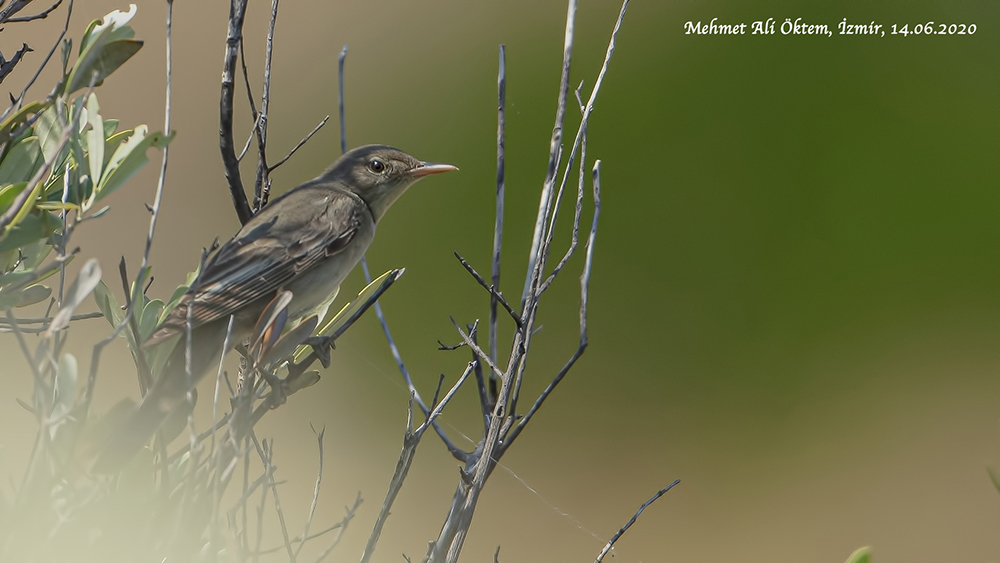 Olive-tree Warbler