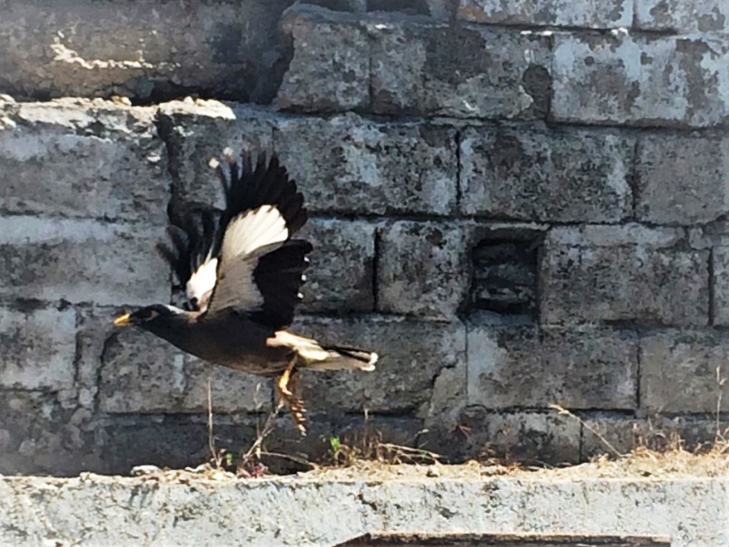 Common Myna