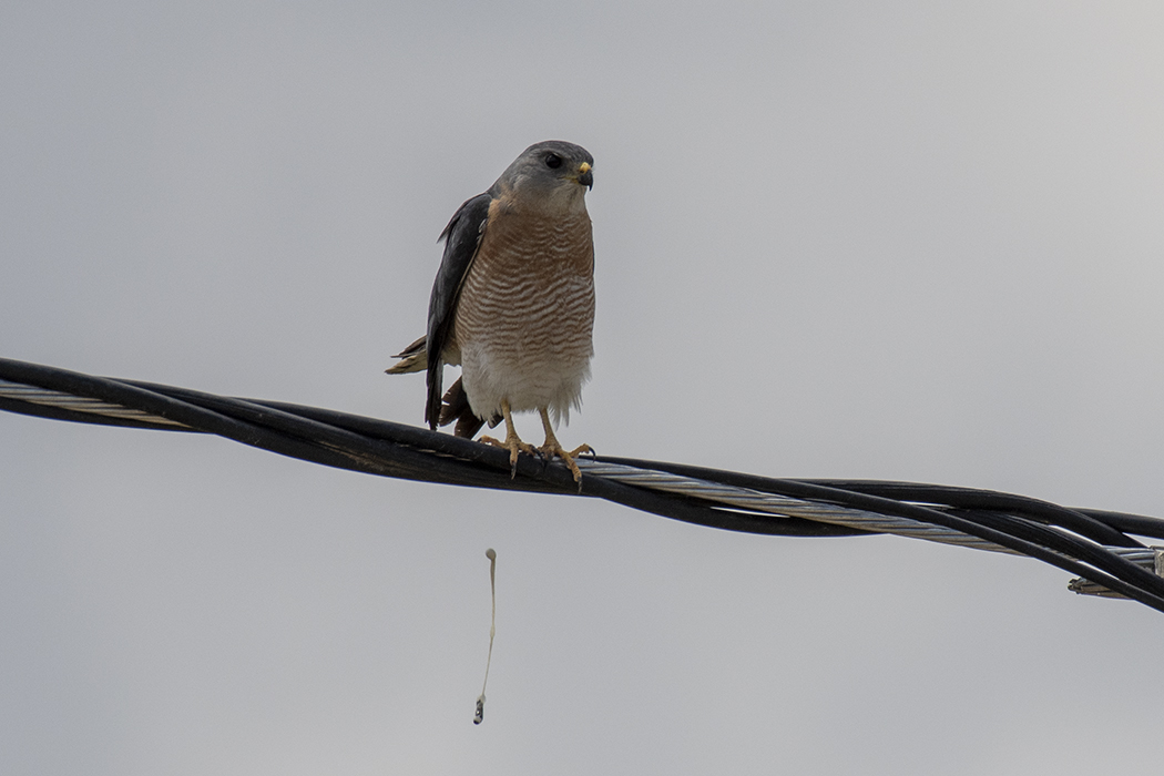 Levant Sparrowhawk